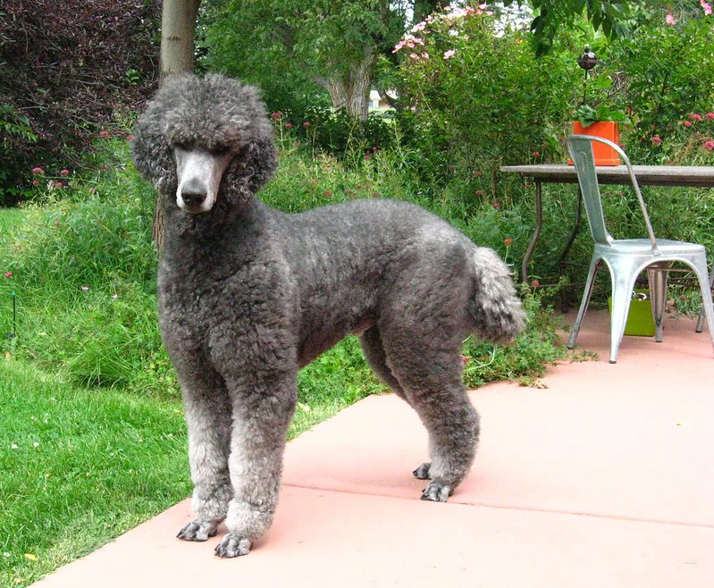 shaved haircut goldendoodle
