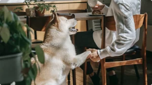 white dog shaking a hand