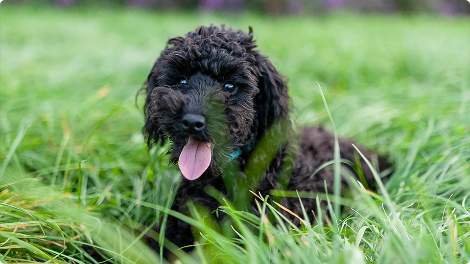 black labradoodle