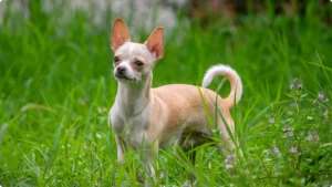 chihuahua dog