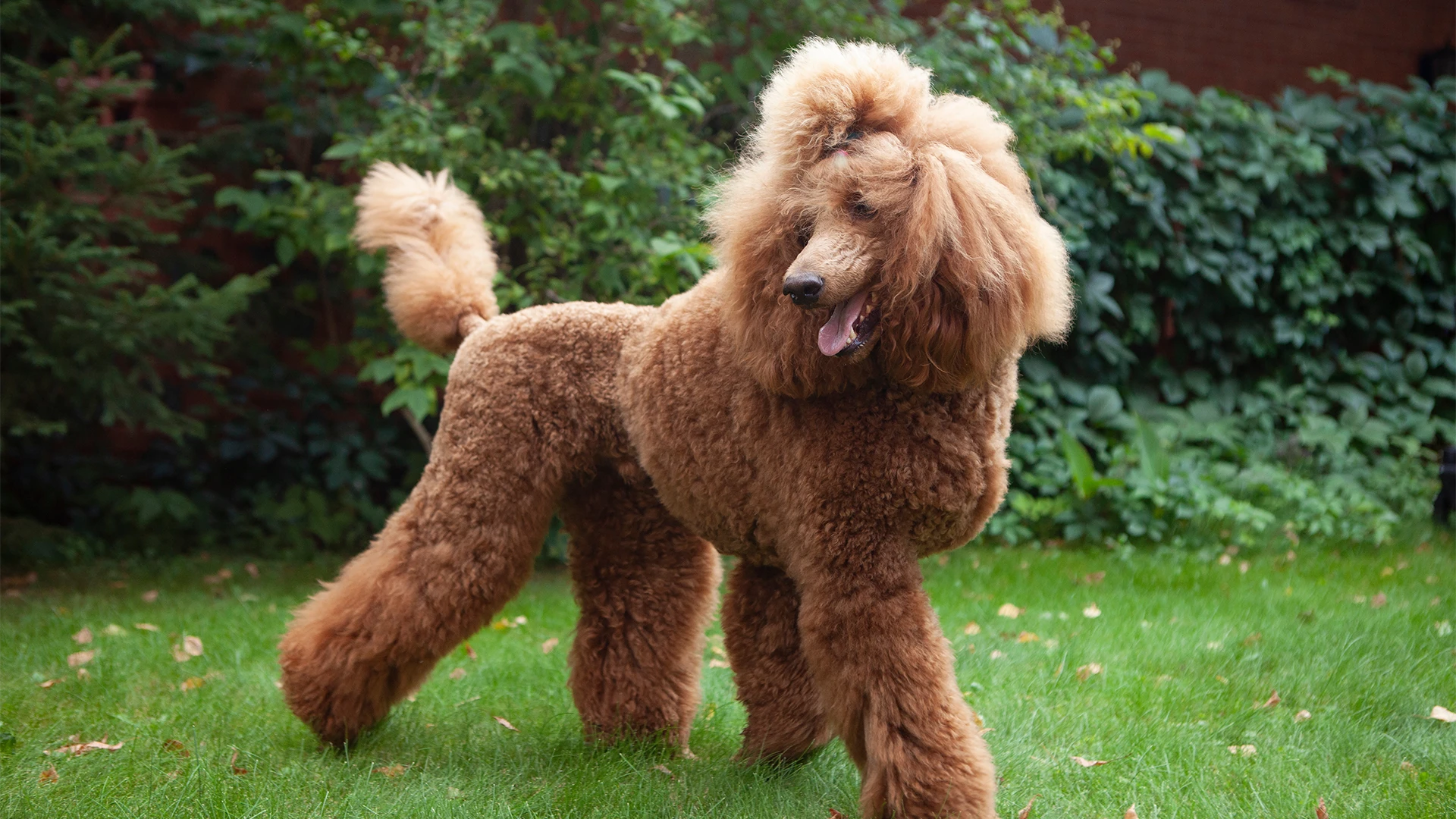 are phantom poodles more expensive