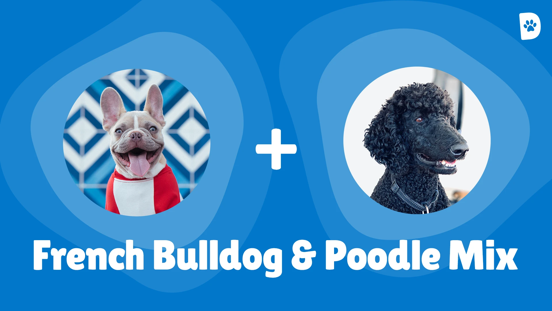 The French Boodle- Bulldog Poodle Mix