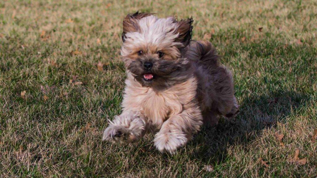 Peekapoo Dog