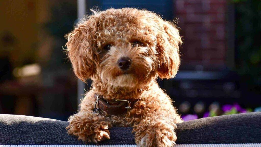 Poochon Dog