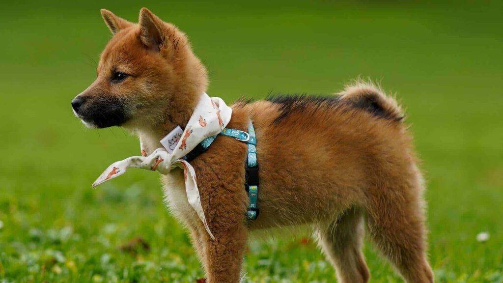 Poo-Shi Dog