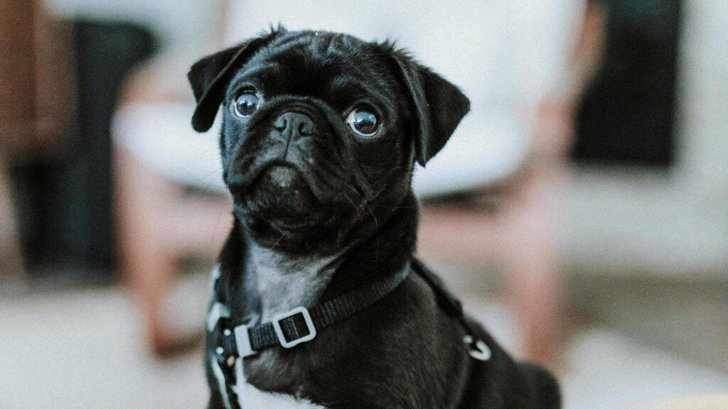 Pugapoo Dog