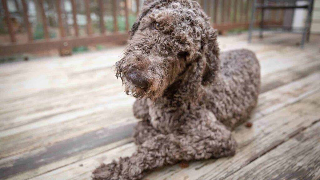 Shepadoodle Dog
