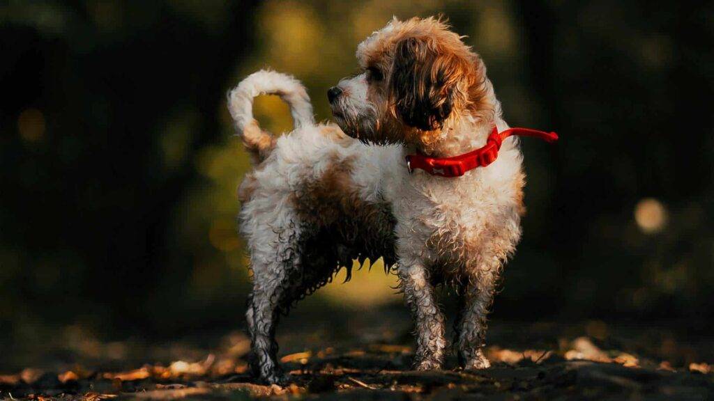 Shih-Poo Dog