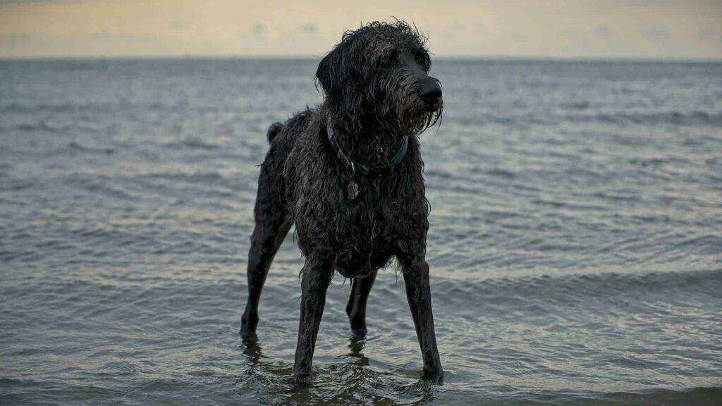 Weimardoodle Dog