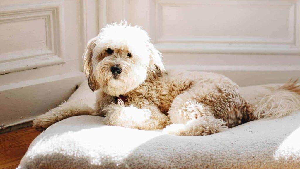 Whoodle Dog