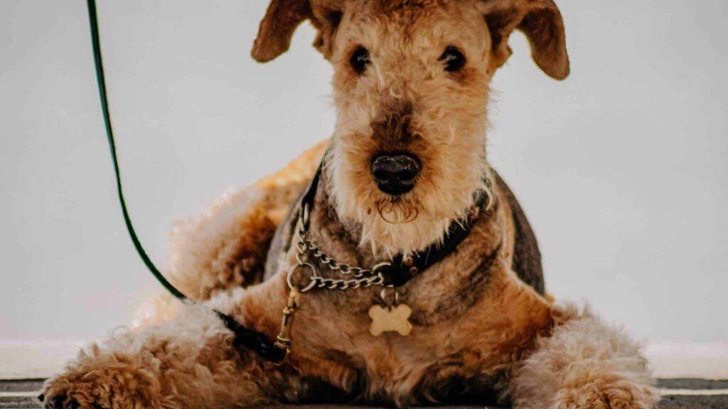 Woodle Dog