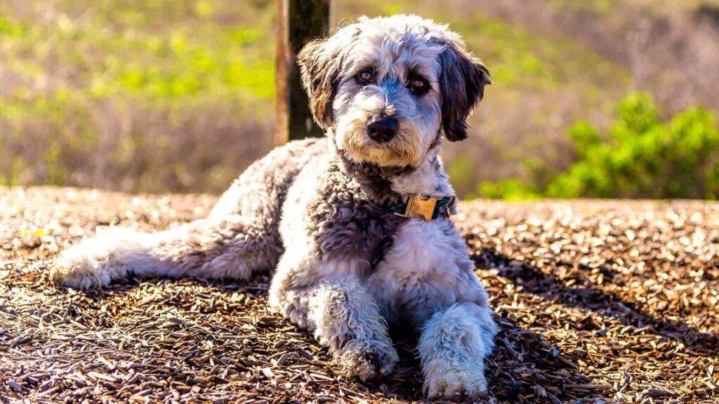 Aussiedoodle