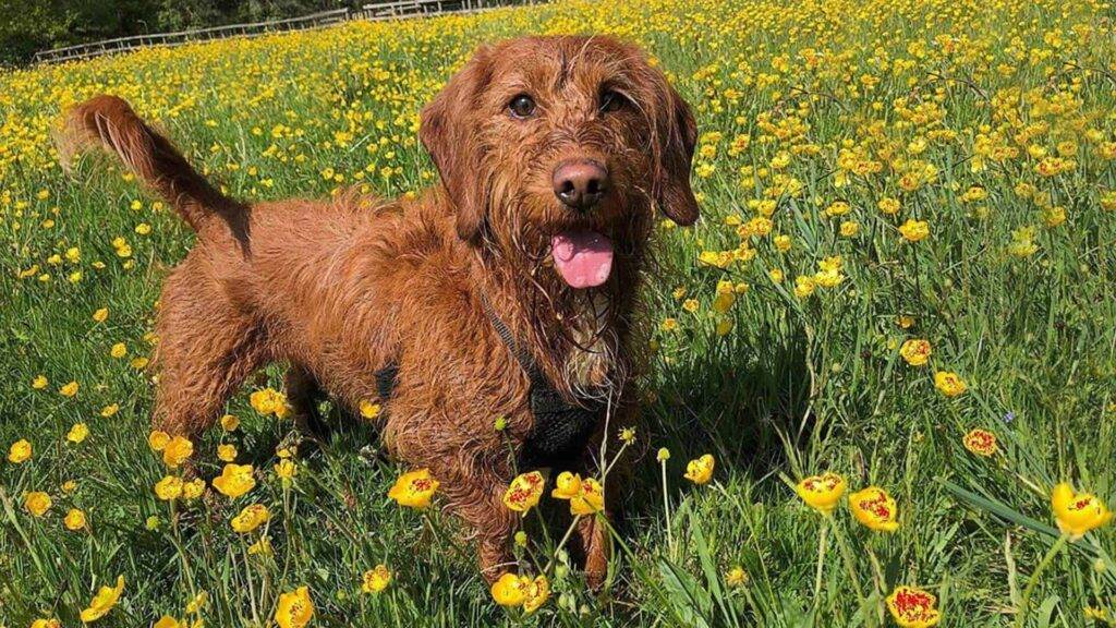 Bassetoodle Dog - Image: @little_happy_hounds
