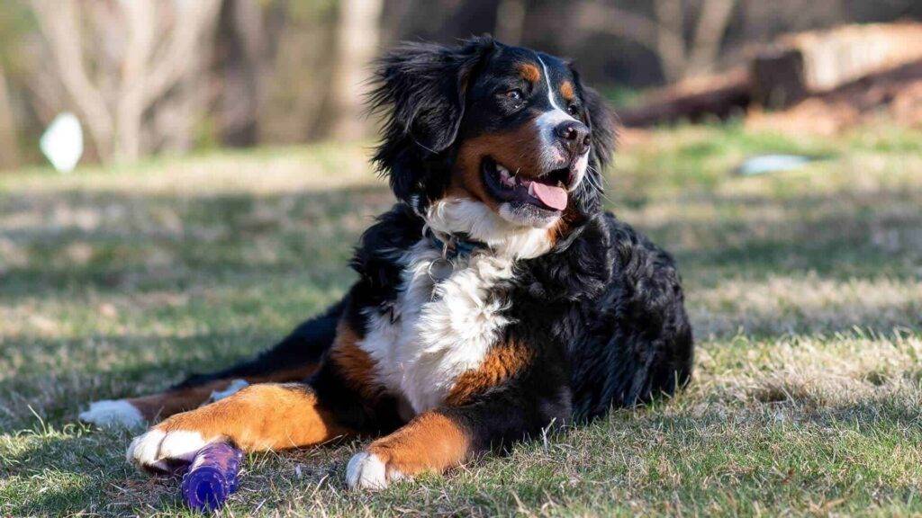 Bernedoodle Dog, Bernedoodles