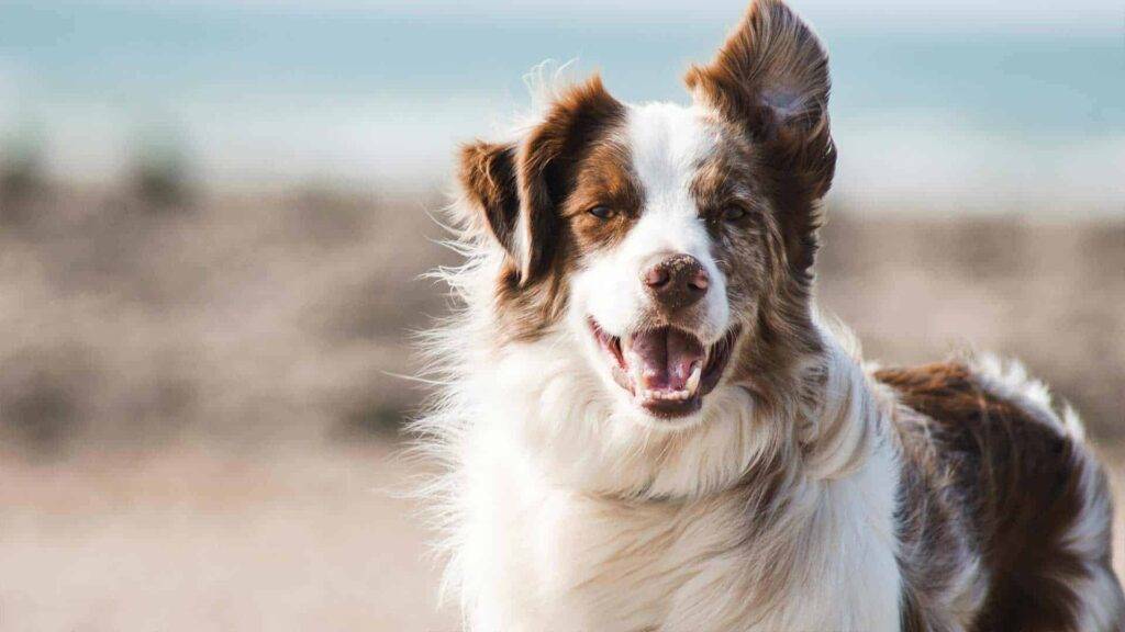 Bordoodle Dog, Bordoodles