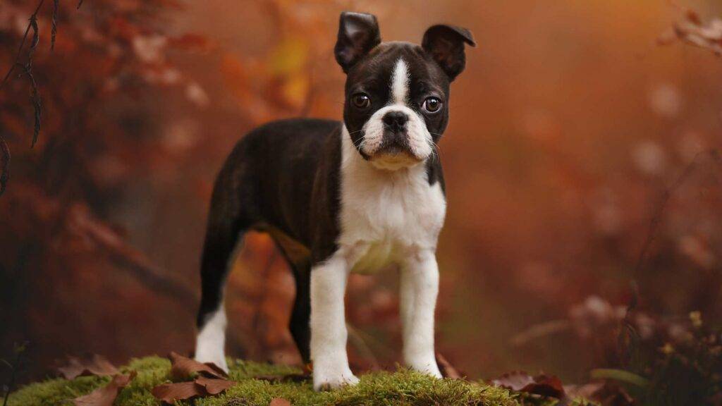 Bossipoo Dog, Bossi-poos
