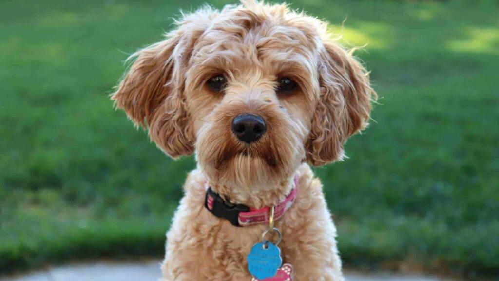 Cavapoo Dog, Cavapoos