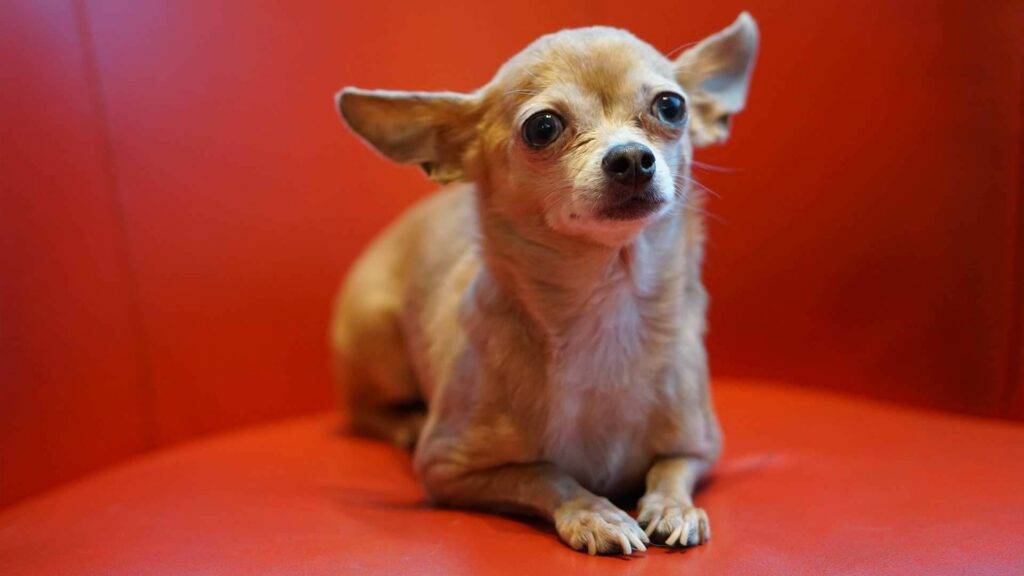 Chipoo Dog