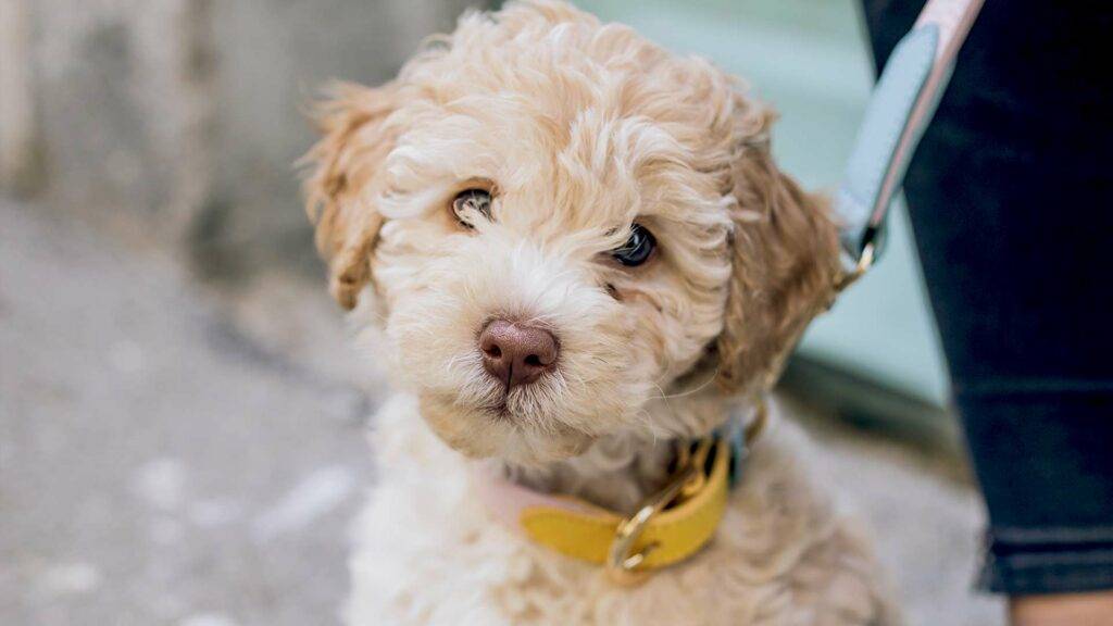 Cockapoo Dog