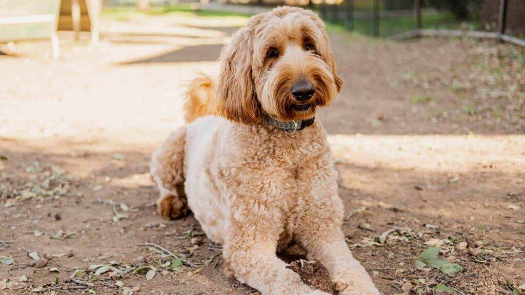Double Doodle Dog