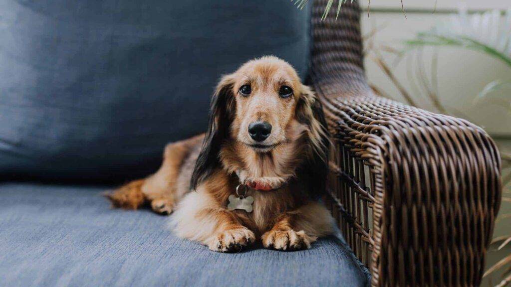 Doxiepoo Dog
