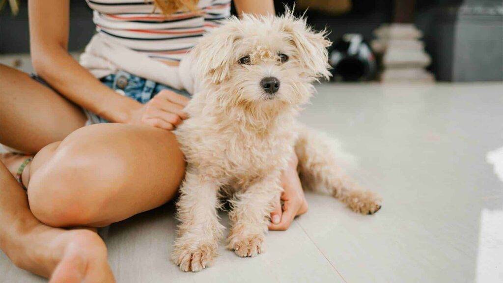 Eskipoo Dog