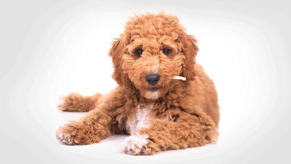 Irish Doodle Dog