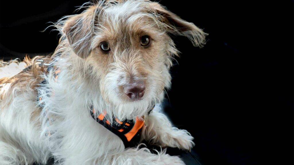 Jackapoo Dog