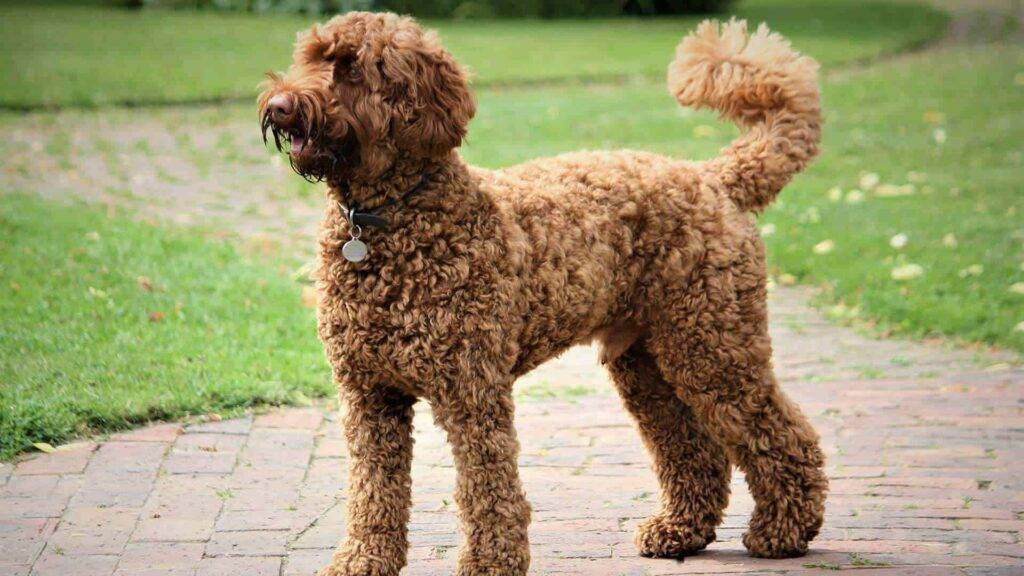 Labradoodle Dog