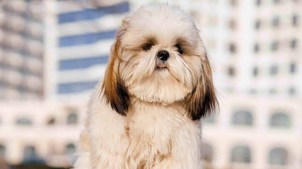 Lhasapoo