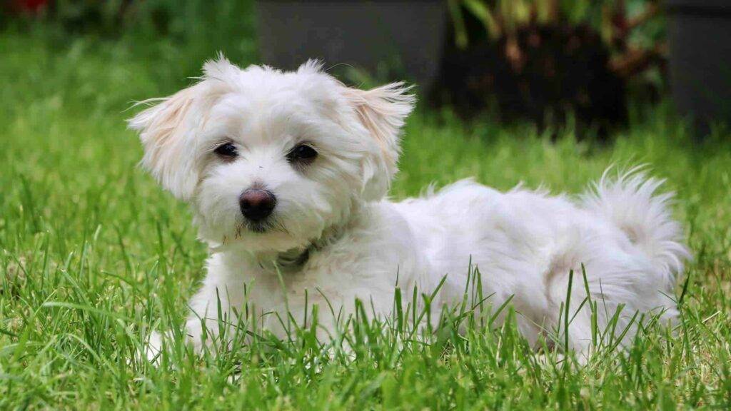 Maltipoo Dog
