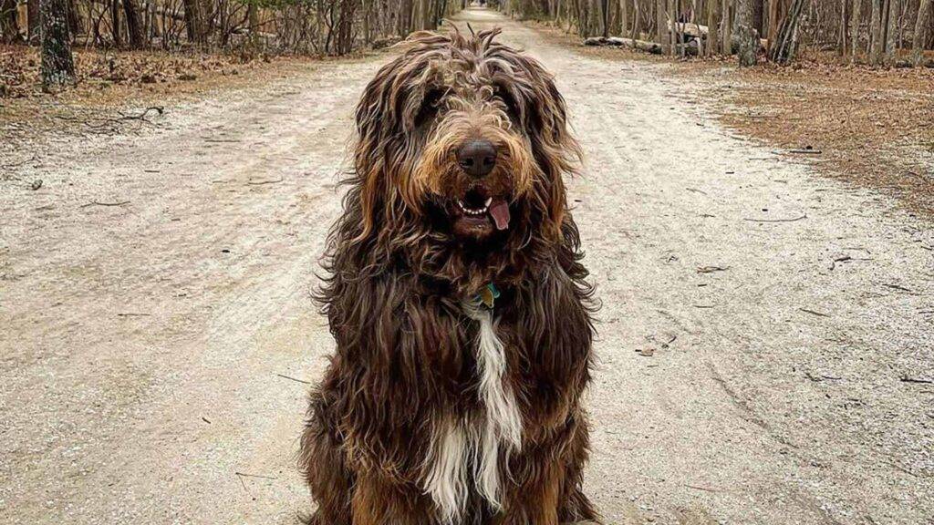 Newfypoo Dog (Image: @gus.the.newfypoo)