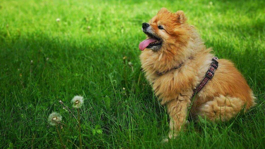 Pomapoo Dog