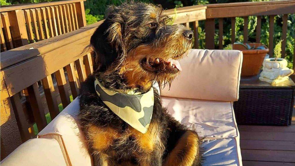 Rottle Dog (Image: @katekaterollersk8)