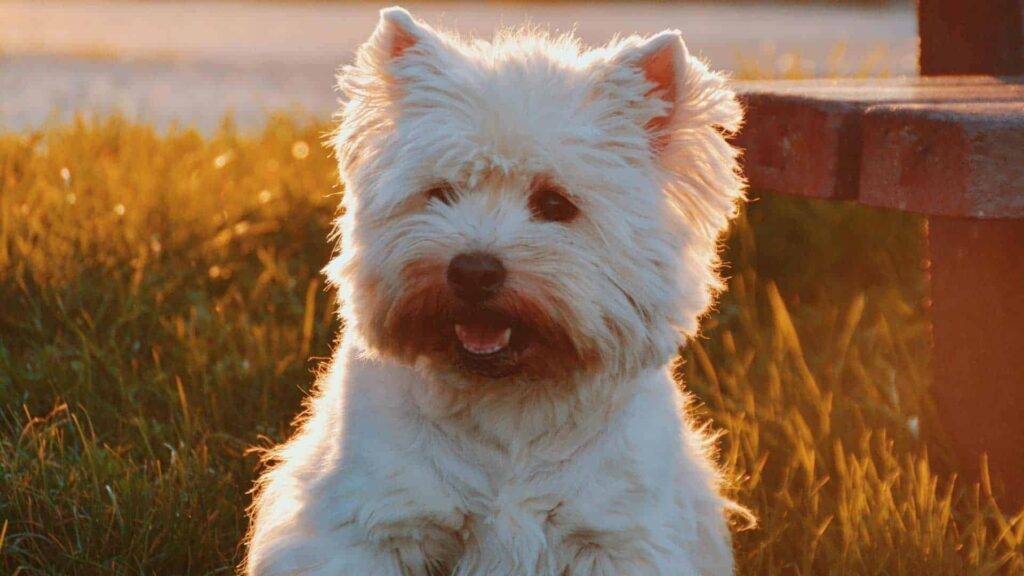 Westiepoo Dog