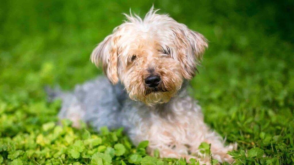 Yorkipoo Dog