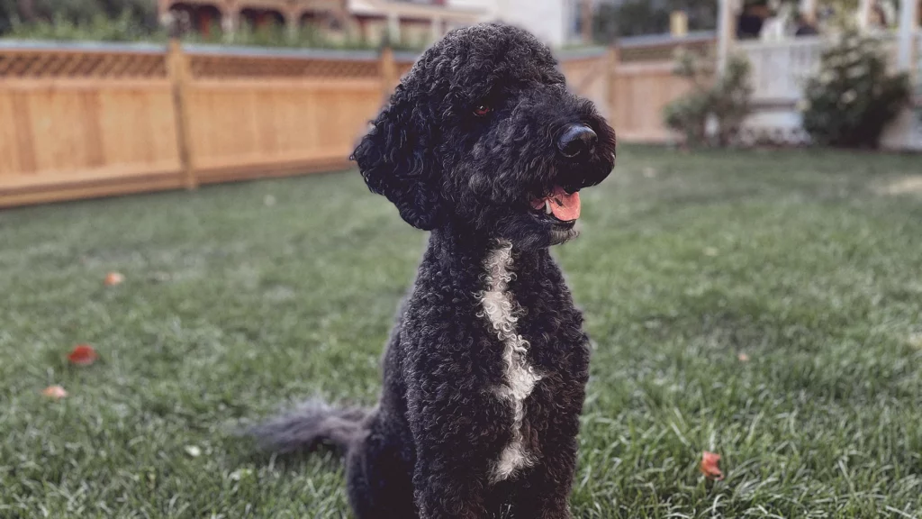 black sheepadoodle
