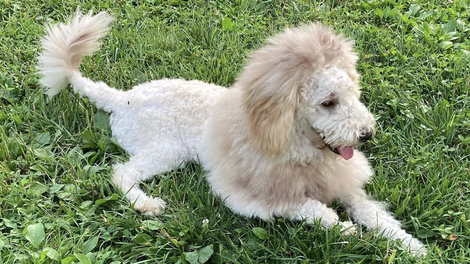 1. Goldendoodle Haircuts: Top 6 Amazing Goldendoodle Haircut Styles - wide 7
